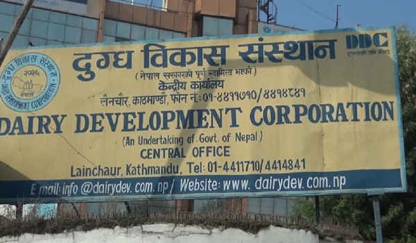 ३१ वर्षपछि दुग्ध विकास संस्थानले तिर्‍यो काठमाडौँ महानगरलाई सम्पत्ति कर 