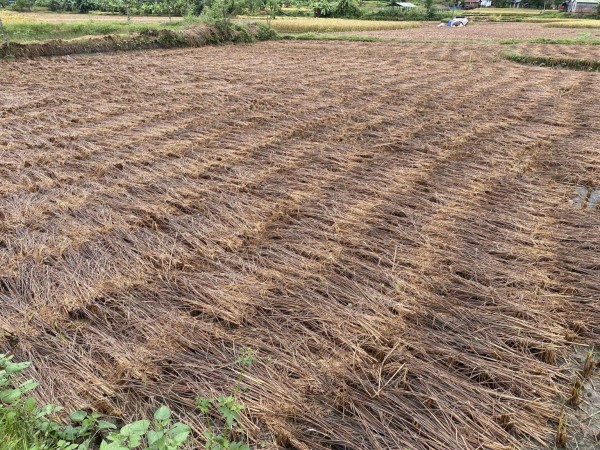 कैलालीमा ८५ हेक्टर क्षेत्रफलमा चैते धानखेती विस्तार गरिँदै