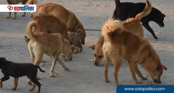काठमाडौँ महानगरले भन्यो– सामुदायिक कुकुर र बिरालोको बन्ध्याकर गर्ने संघ संस्थाले आवेदन देऊ