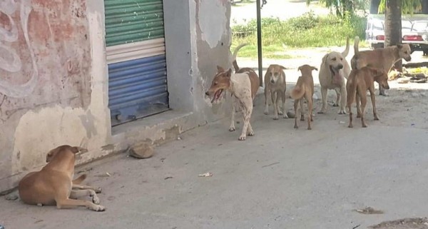 रौतहटमा कुकुर आतंक : साढे चार महिनामा ७२६ जना घाइते