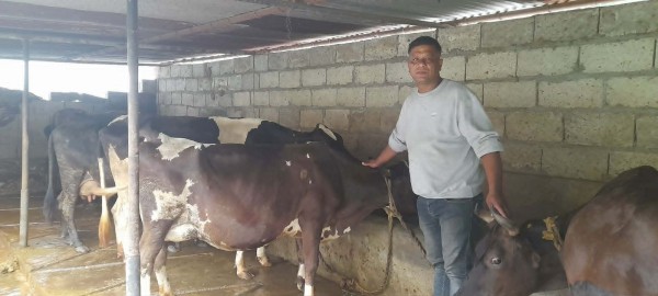 खाडीबाट फर्केर गाईपालन, मासिक  दुई लाख आम्दानी