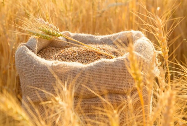 गहुँको समर्थन मूल्य तोक्ने प्रक्रिया सुरु, कसरी हुन्छ मूल्य तय ?