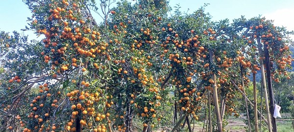 सडक कालोपत्रको माग गर्दै गोलन्जोर गाउँपालिकामा ‘जुनार महोत्सव’