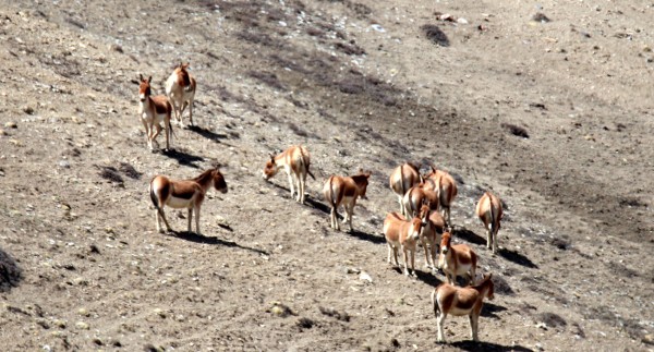 उपल्लो मुस्ताङमा देखिए ठूलो संख्यामा जङ्गली गधा