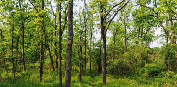 सर्लाहीमा वन हेरालुको टाउको बिनाको शव भेटियो