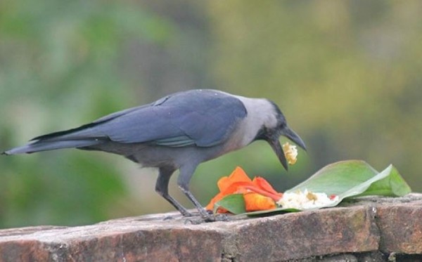 आज कागतिहार