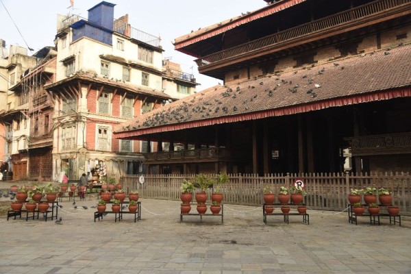 बसन्तपुरमा बिस्तारै फक्रदै छन् गमलाका फूल