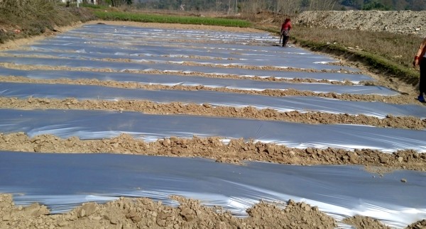 भीरकोट नगरपालिकाको अनुकरणीय काम, आँधीखोला किनार क्षेत्रमा तर्बुजाखेती सुरु