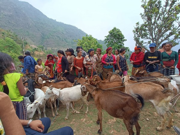 किसानका दैलोमा बाख्रा र धानको बिउ 