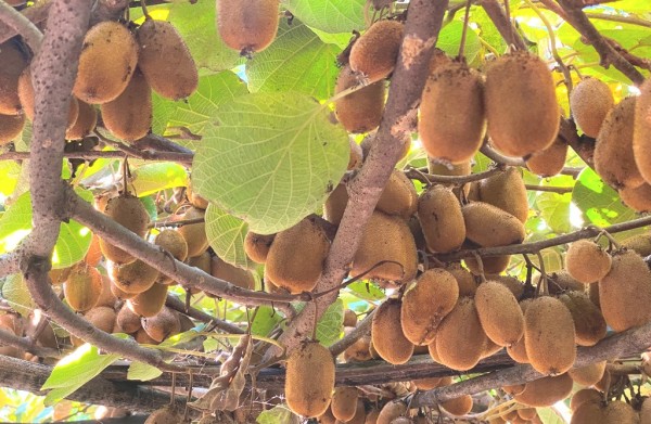 धार्चे गाउँपालिकाको यामगाउँमा २०० रोपनीमा व्यवसायिक किवी खेती