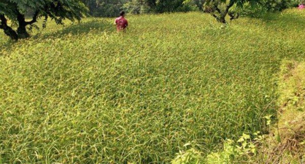 कोदो ‘जोन’मा धानमा अनुदान, भैँसी पाल्नेलाई कति दिन्छ भीमफेदीले ? 