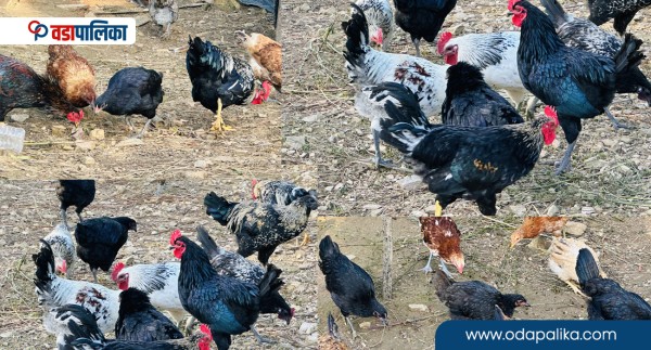 फ्रोजन मासुमा लाग्ने १३ प्रतिशत भ्याट हटाउन व्यवसायीको माग