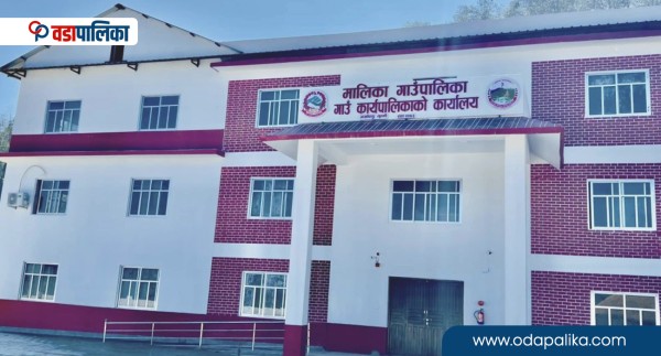मालिका गाउँपालिकामा बेसारको ब्रान्डिङ, प्रतिकेजी ४ सय रुपैयाँ मूल्य