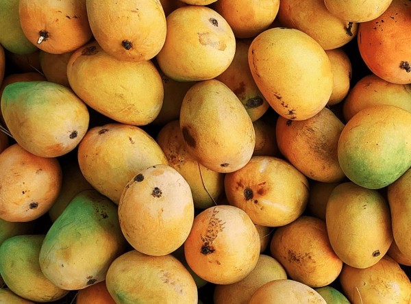 ६० प्रतिशतभन्दा बढी उत्पादन हुने अनुमान गरिएपनि मधुवा रोगले मधेसमा आँप उत्पादन घट्दै