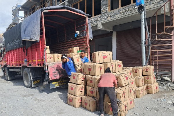 मुस्ताङमा यो वर्ष फल्यो एक अर्ब १० करोडको स्याउ