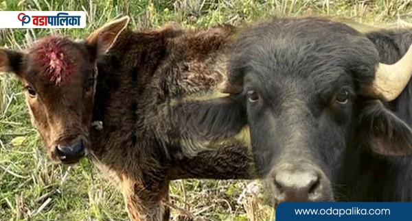 पोखरा महानगरमा पाडी–बाछी हुर्काउन किसानलाई २६ लाख रुपैयाँ अनुदान