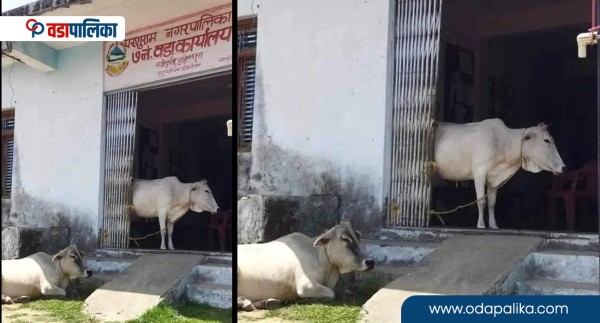 कसले बाध्यो परशुराम नगरपालिकाको वडा कार्यालयमा गाईवस्तु ?