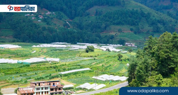 विषादीरहित तरकारी उत्पादनमा किसानलाई यसरी प्रोत्साहन गरिरहेको छ टीकापुर नगरपालिका