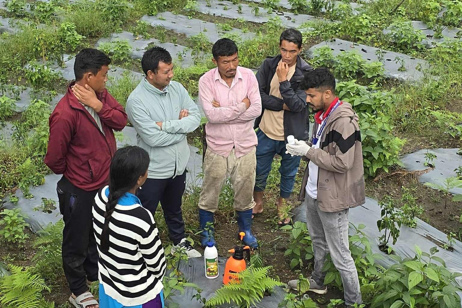 बारपाक सुलिकोट गाउँपालिकाको खुर्सानी खेतीमा रोग किराको आक्रमण