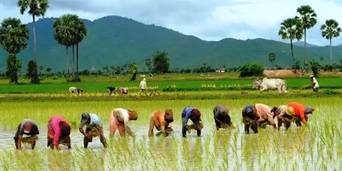 आज किसानको विशेष दिन असार १५, राष्ट्रिय धान दिवसका रूपमा मनाइँदै