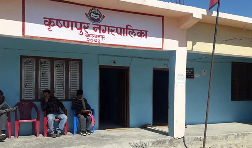 कृष्णपुर नगरपालिकाले किसानलाई अनुदानमा दियो फलफूलका विरुवा
