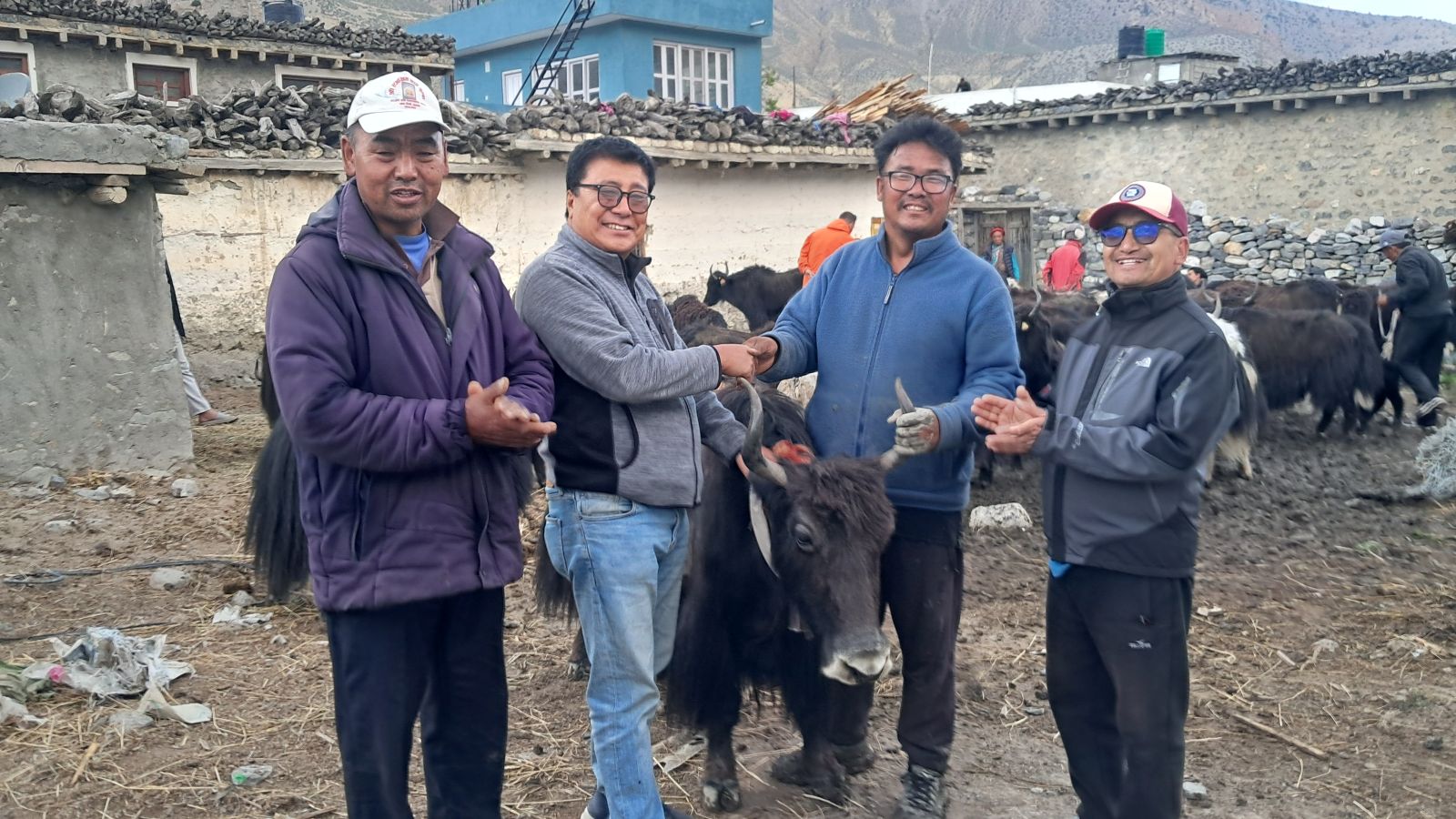 घरपझोङ गाउँपालिकाद्वारा किसानलाई अनुदानमा याक र नाक वितरण