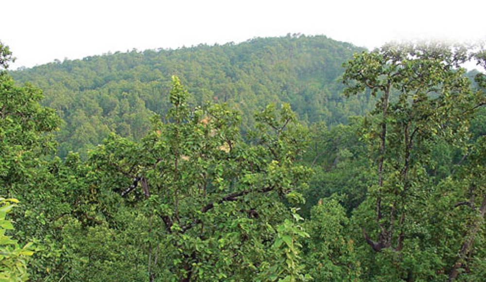 वन समूहका अध्यक्षविरुद्ध अख्तियारले दायर गर्‍यो भ्रष्टाचार मुद्दा