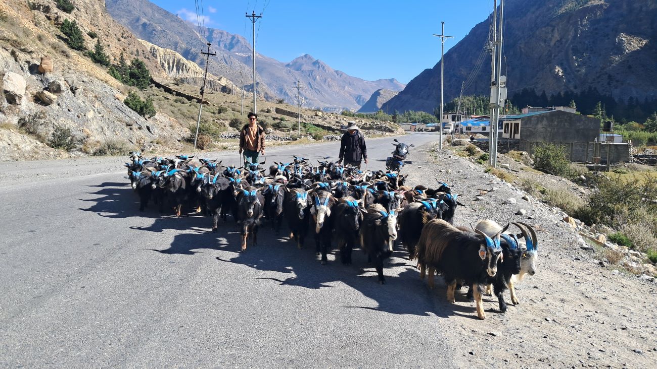 तिहारका लागि डोल्पा र मुस्ताङबाट हजार बढी भेडाच्याङ्ग्रा बिक्री