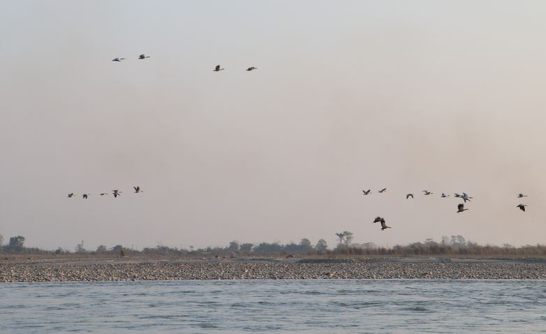 नारायणी नदी आसपासका क्षेत्रमा ४२ प्रजातिका चरा भेटिए