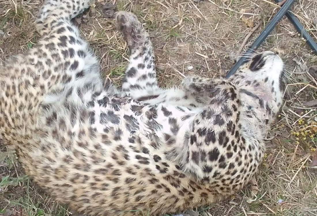 गोरखामा मृत अवस्थामा चितुवा फेला