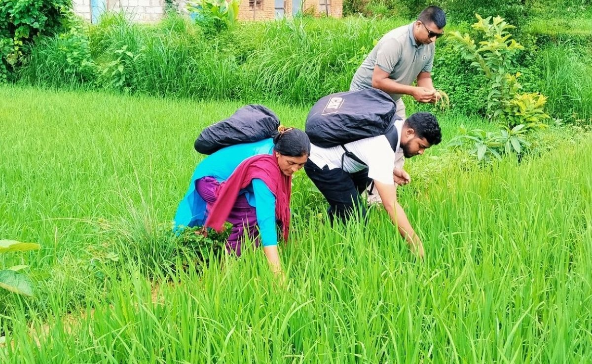 फलेवास नगरपालिकाका किसानलाई आपत् : जेठोबूढो धानमा ‘ब्लाष्ट’ रोग