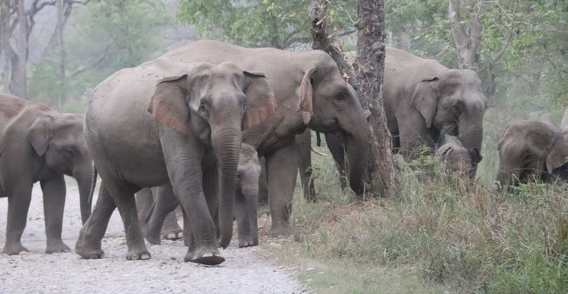बाहुनडाँगीमा हरेक रात आउन थाले हात्तीका बथान