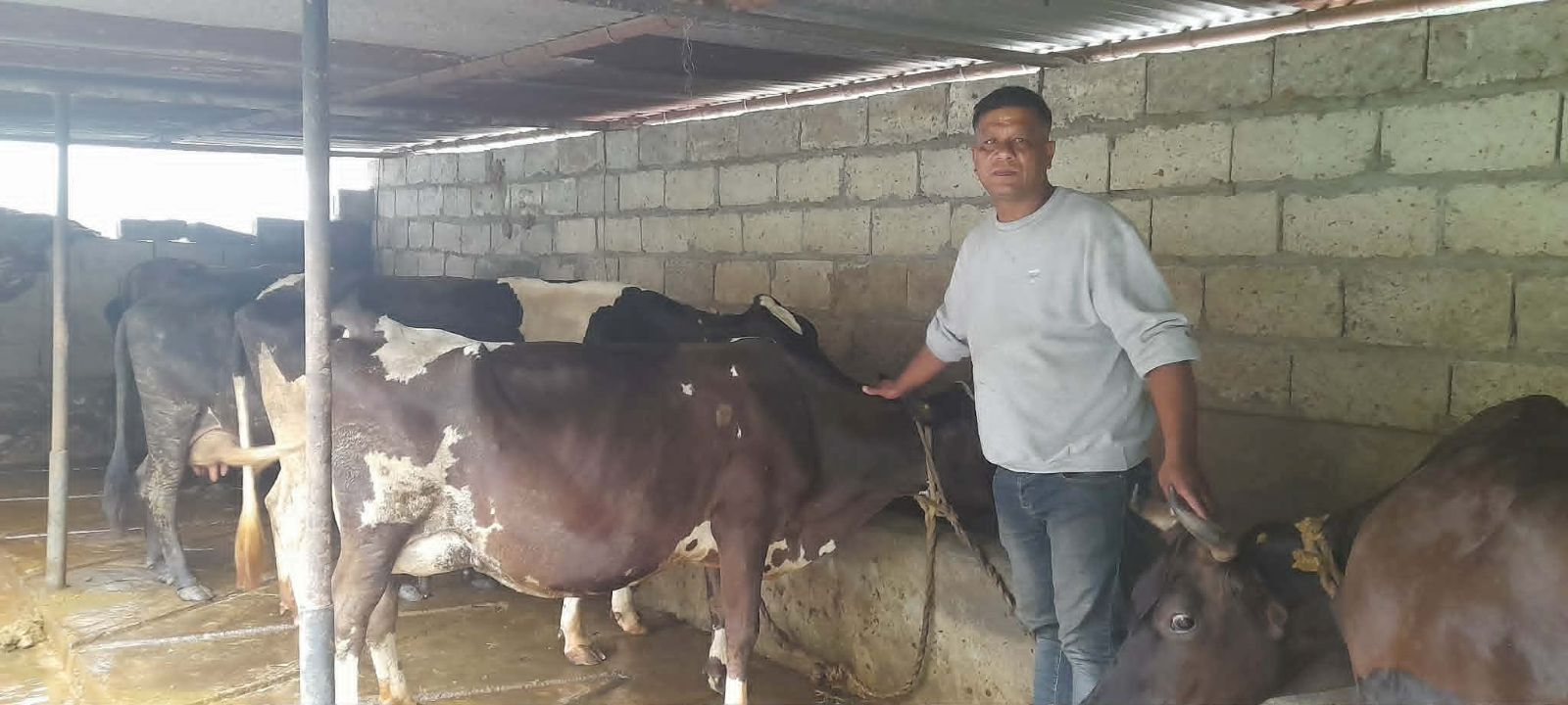खाडीबाट फर्केर गाईपालन, मासिक  दुई लाख आम्दानी