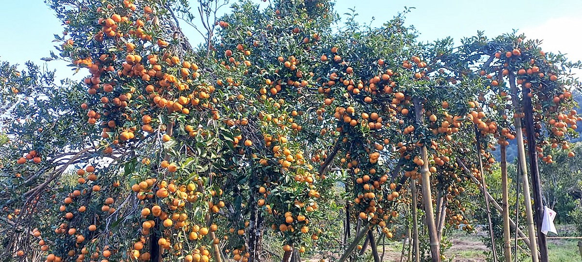 सडक कालोपत्रको माग गर्दै गोलन्जोर गाउँपालिकामा ‘जुनार महोत्सव’