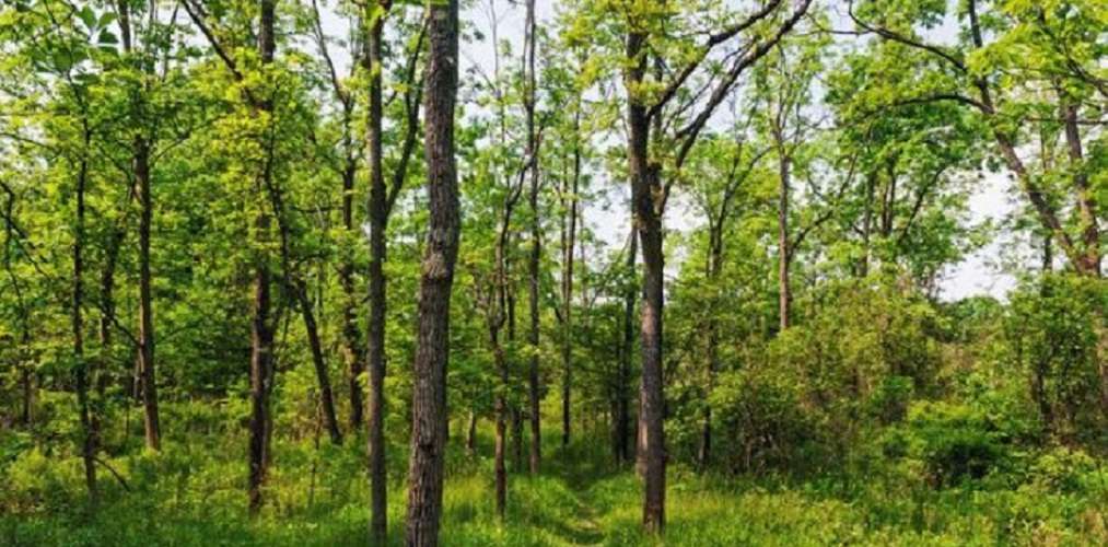 सर्लाहीमा वन हेरालुको टाउको बिनाको शव भेटियो