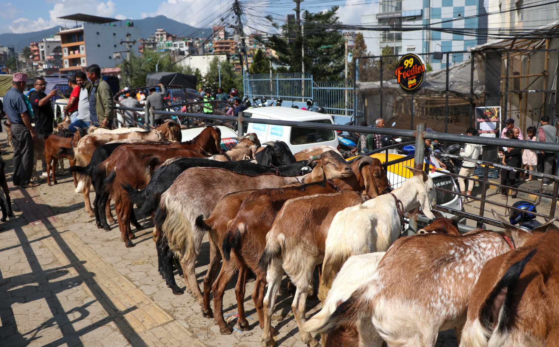 आजदेखि दसैँका लागि अनलाइनबाट खसीबोका बुकिङ गर्न सकिने