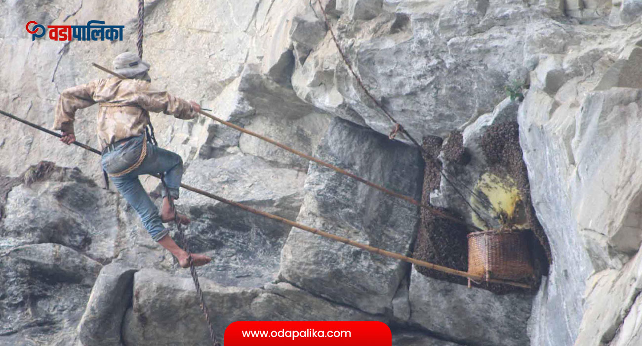 खोटाङमा ‘हनी हन्टिङ’ महोत्सव