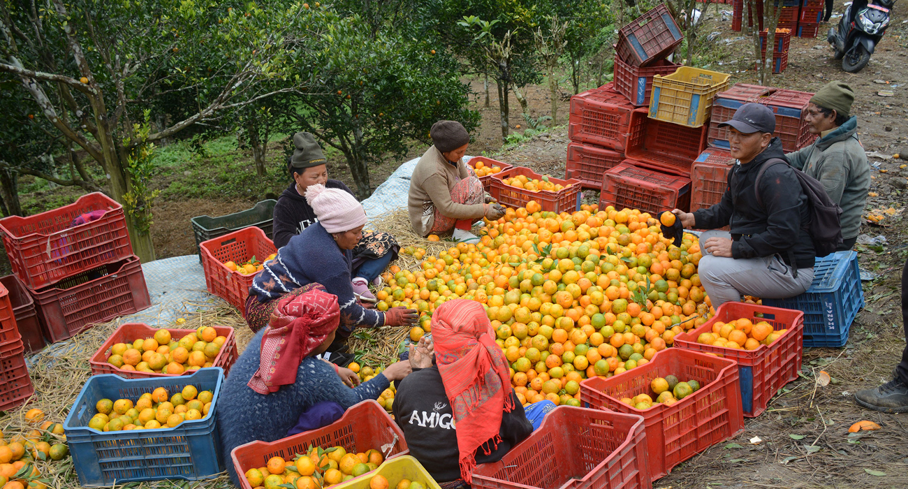 सुन्तला बेचेर तनहुँका कृषकले कमाए ४५ करोड ५० लाख, जिविस पूर्वसभापतिको कमाइ ९० लाख