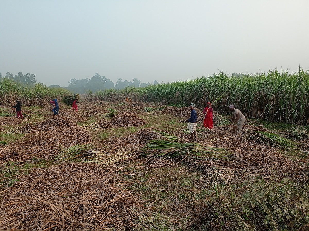 उखु काटेर उद्योगमा पुर्‍याउन उखु किसानलाई धपेडी