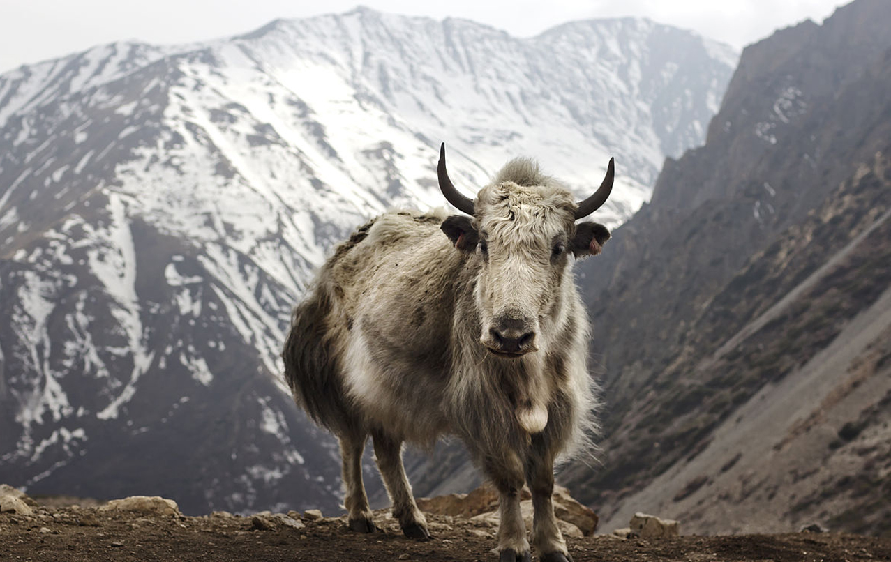 हाडनाताबाट जन्मने याकचौँरीमा समस्या : नश्ल सुधारका लागि स्याङबोचेबाट मनाङ लगियो ब्याड याक