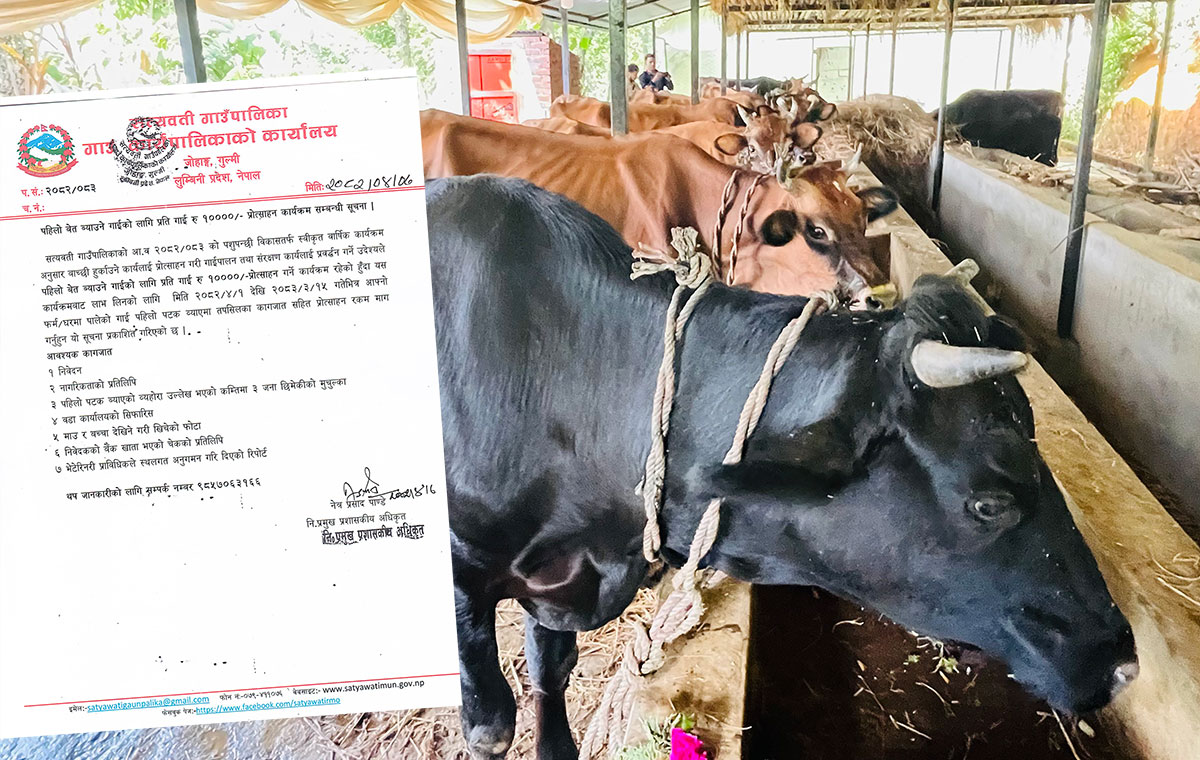गुल्मीको सत्यवतीमा पहिलो बेत ब्याउने गाईलाई १० हजार अनुदान